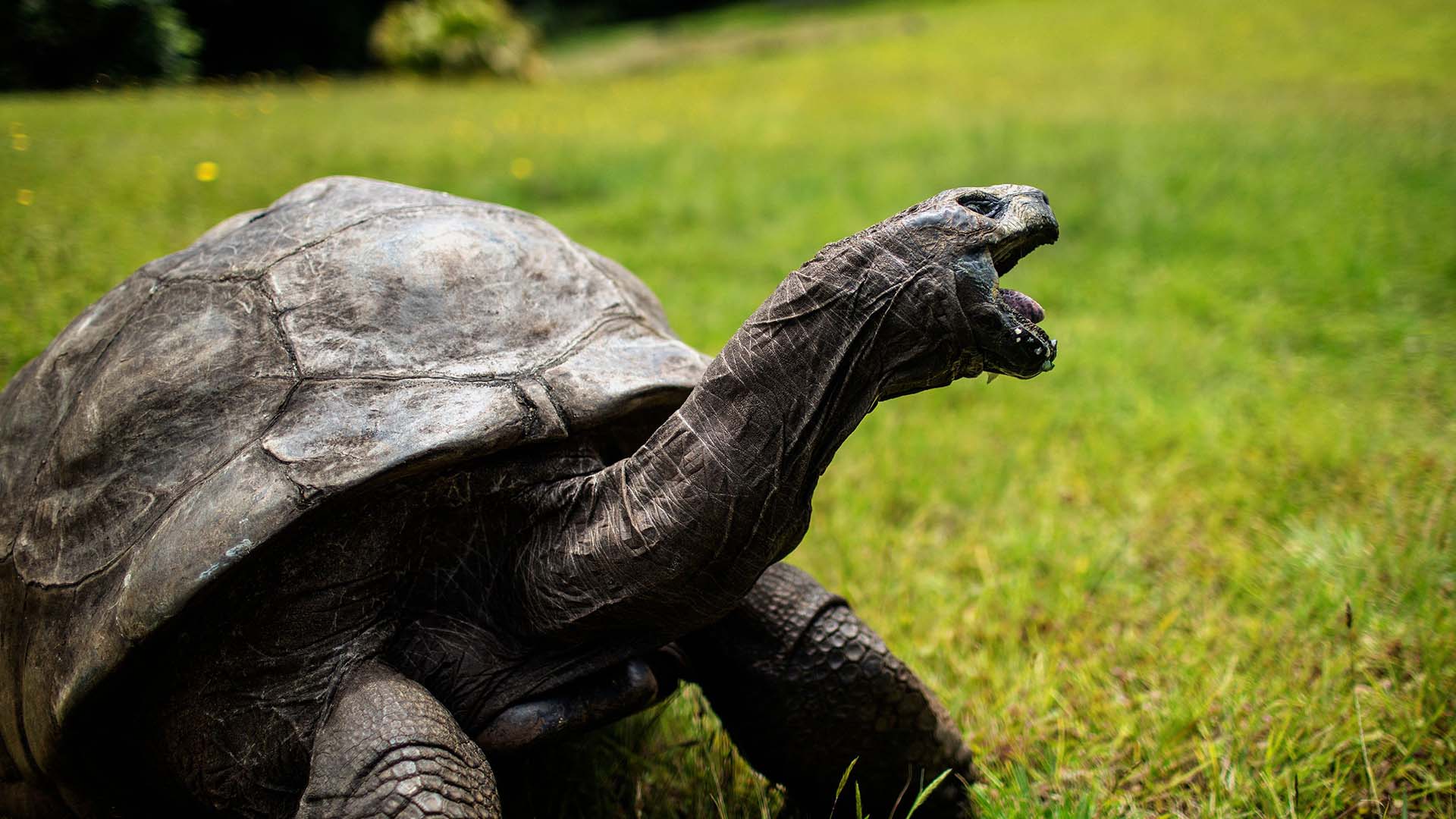 worlds-oldest-tortoise-isnt-dead-that-was-just-a-crypto-coin-hoax